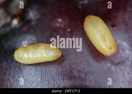 Fruit d'olive endommagé par la mouche des fruits de l'olive Bactrocera oleae. L'un des plus importants ravageurs des olives. Pupes du ravageur sur les fruits d'olive. Banque D'Images