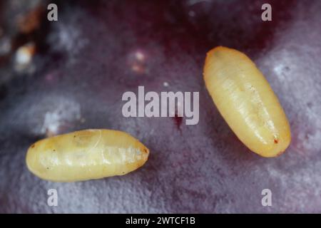 Fruit d'olive endommagé par la mouche des fruits de l'olive Bactrocera oleae. L'un des plus importants ravageurs des olives. Pupes du ravageur sur les fruits d'olive. Banque D'Images