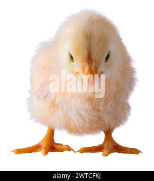 Buff Orpington poulet poussin qui est prêt à charger l'appareil photo avec un regard en colère. Banque D'Images