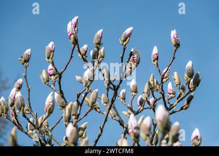 Coburg, Allemagne. 17 mars 2024. Les bourgeons d'un magnolia sont sur le point de fleurir. Le temps le dimanche matin est surtout ensoleillé. Crédit : Daniel Vogl/dpa/Alamy Live News Banque D'Images