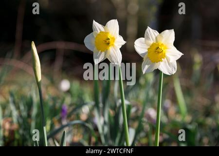 Coburg, Allemagne. 17 mars 2024. Deux jonquilles fleurissent au soleil. Le temps le dimanche matin est surtout ensoleillé. Crédit : Daniel Vogl/dpa/Alamy Live News Banque D'Images