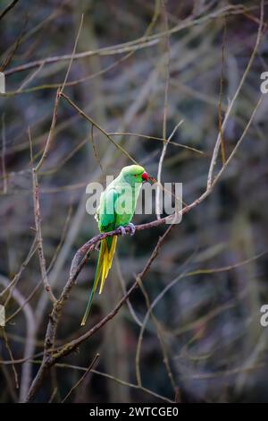 Une perruche femelle verte à col annulaire (Psittacula krameri, perruche à cernes roses) se perche sur des branches sans feuilles à RHS Garden, Wisley, Surrey au printemps Banque D'Images