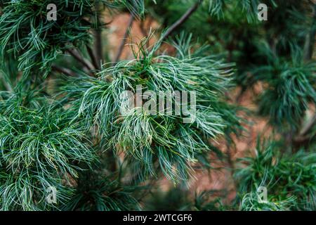 Arbuste de conifères nain à feuilles persistantes, aiguilles inhabituelles, pin de Weymouth ou pin blanc de l'est, Pinus strobus 'Tiny Kurls' pousse à RHS Wisley Garden, Surrey Banque D'Images