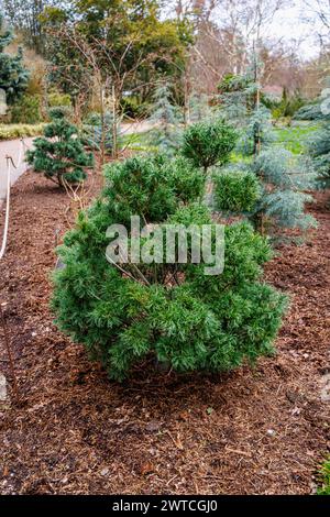 Arbuste de conifères nain à feuilles persistantes, aiguilles inhabituelles, pin de Weymouth ou pin blanc de l'est, Pinus strobus 'Tiny Kurls' pousse à RHS Wisley Garden, Surrey Banque D'Images