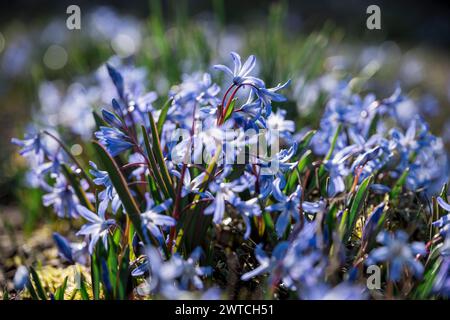 Coburg, Allemagne. 17 mars 2024. Les étoiles bleues fleurissent au soleil. Le temps le dimanche matin est surtout ensoleillé. Crédit : Daniel Vogl/dpa/Alamy Live News Banque D'Images