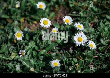 Coburg, Allemagne. 17 mars 2024. Les marguerites poussent dans un pré. Le temps le dimanche matin est surtout ensoleillé. Crédit : Daniel Vogl/dpa/Alamy Live News Banque D'Images