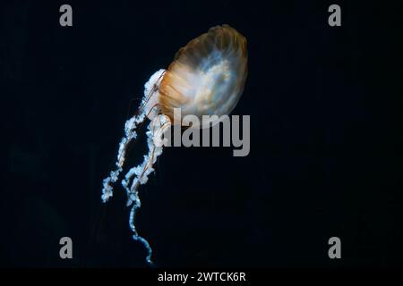 Méduse d'ortie du Pacifique dérivant à travers l'eau de l'océan. les orties de mer sont des poissons médullaires avec des tentacules extraordinaires longs, minces au bord de leur bord Banque D'Images