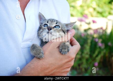 Petit chat tigré dans la main de l'homme. Banque D'Images