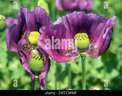 Détail de la fleur de pavot à opium, en latin papaver somniferum, le pavot à fleurs de couleur violet foncé est cultivé en République tchèque pour l'industrie alimentaire Banque D'Images