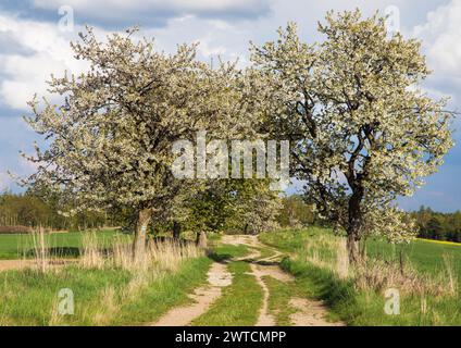 Allée de cerisiers fleuris et chemin de terre, vue printanière Banque D'Images