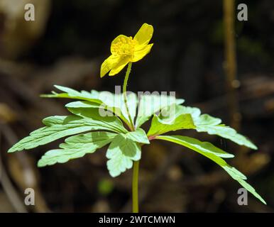 Anémone jaune, anémone de bois jaune, ou anémone buttercup, en latin Anemonoides ranunculoides ou Anemone ranunculoides Banque D'Images