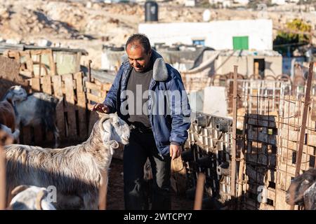 Bilin, Ramallah, Palestine. 12 janvier 2011. Un bédouin palestinien fait cadrer ses chèvres dans la colonie bédouine près de Ramallah en Cisjordanie, Palestine, le 12 janvier 2011. Bilin, un petit village près de Ramallah, organise des manifestations hebdomadaires car une grande partie des terres des agriculteurs locaux a été annexée par les autorités israéliennes pour construire une nouvelle colonie juive. (Crédit image : © Dominika Zarzycka/SOPA images via ZUMA Press Wire) USAGE ÉDITORIAL SEULEMENT! Non destiné à UN USAGE commercial ! Banque D'Images