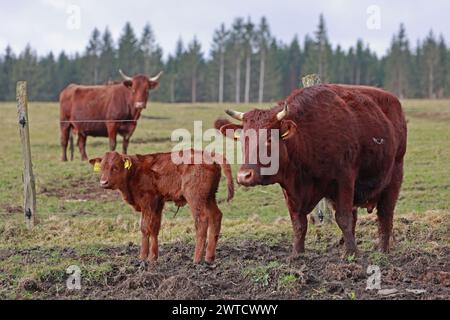 17 mars 2024, Saxe-Anhalt, Oberharz am Brocken : une vache mère de la race Harzer Rotes Höhenvieh se tient debout avec son veau, âgé de quelques jours à peine, dans un pré près d'un étable près de Königshütte. Avant que les vaches ne puissent être vues à nouveau sur les prairies du Harz, la saison de vêlage commence. Les jeunes veaux voient la lumière du jour tous les jours à Brockenbauer Thielecke. Le troupeau de Brockenbauer Thielecke comprend plus de 500 bovins de race Harz Rouge. Cette race menacée et particulièrement robuste d'animaux domestiques est une fois de plus une caractéristique du paysage dans le Haut Harz depuis plusieurs années. Les animaux sont curr Banque D'Images