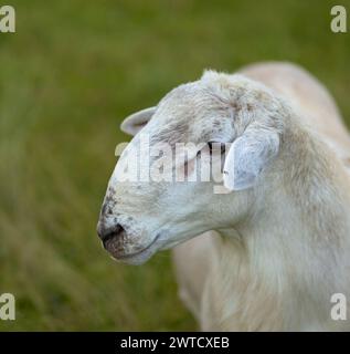 Gros plan d'un bélier de mouton Katahdin cultivé sur un champ vert Banque D'Images