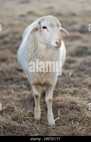 De jeunes moutons Katahdin bélier dans un enclos d'hiver sur une ferme en Caroline du Nord qui utilise le pâturage rotatif. Banque D'Images