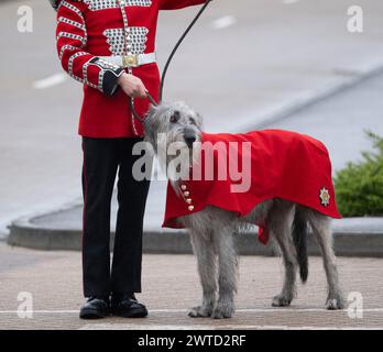 Caserne de Mons, Aldershot, Hampshire, Royaume-Uni. 17 mars 2024. Le régiment des gardes irlandais se réunit lors d'un spécial réuni Défilé de la fête de Patrick et célébration à Aldershot. Le défilé est un point culminant de l'année pour ce régiment à double rôle, qui chérit ses racines culturelles irlandaises. Le défilé se compose du 1er bataillon Irish Guards, des gardes irlandais de la compagnie numéro 9, des gardes irlandais de la compagnie numéro 12, de la bande des gardes irlandais, des réserves des gardes irlandais de la compagnie numéro 15 (Loos) (les gardes de Londres), des vétérans et cadets de la Garde irlandaise, et les inimitables Irish Guards Pipes et Regimental Irish Wolfhound Mascot, Banque D'Images