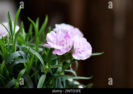 Gros plan des fleurs de fleurs de Dianthus violet clair Banque D'Images