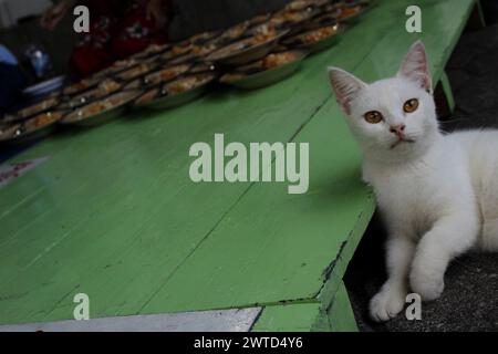 17 mars 2024, Bantul, Yogyakarta, Indonésie : un chat a été vu près de porridge végétal comme repas pour casser le jeûne pendant le mois Saint du Ramadan connu sous le nom de ''Takjil'' à la mosquée Sabilurrosyad ou mosquée Kauman. La mosquée maintient toujours la tradition de takjil sous la forme de bouillie de légumes. La nourriture avec une texture lisse et douce est faite par les gens qui travaillent ensemble. Un jour ordinaire, l'administrateur de la mosquée peut servir 100 portions de bouillie de légumes. Mais le vendredi, le porridge de légumes servi peut atteindre 400 portions. (Crédit image : © Angga Budhiyanto/ZUMA Press Wire) EDITORIA Banque D'Images