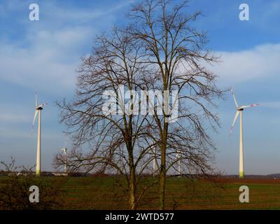 Zwei einsame Linden in einer ausgeraeumten, trostlosen Agrarlandschaft, in der sich turmhohe Windenereanlagen in den Himmel recken Linden zwischen Windenereanlagen *** deux chaux solitaires dans un paysage agricole dégagé et désolé, où les éoliennes imposantes atteignent le ciel des chaux entre les éoliennes Banque D'Images