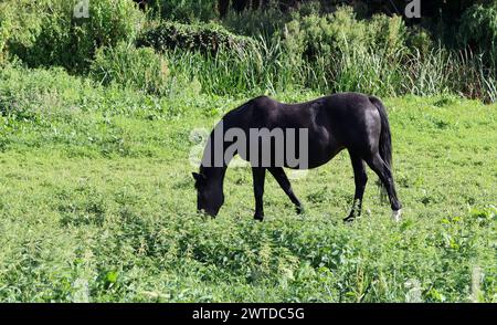 Pâturage de chevaux dans une prairie à la campagne par une journée d'été ensoleillée Banque D'Images