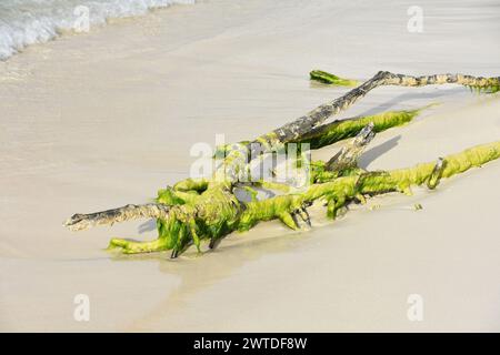 Bois flotté couvert d'algues vertes sur une plage de sable blanc. Banque D'Images