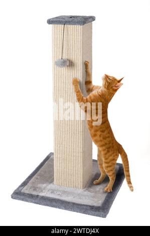 Chat avec poteau de grattage Banque D'Images