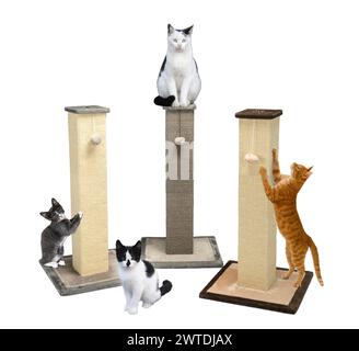 Chats et griffures Banque D'Images