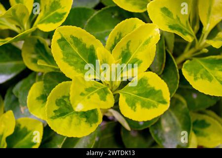 Vue rapprochée des feuilles panachées jaunes et vertes d'un arbuste Euonymus japonicus en pleine lumière. Banque D'Images