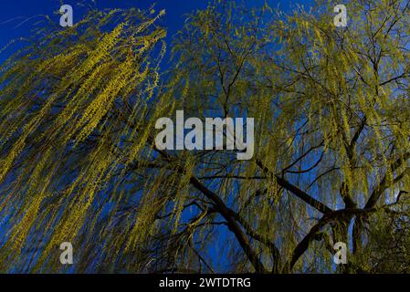 Vue grand angle sur le sommet d'un saule pleureur (Salix babylonica) avec des branches fleuries de couleurs jaune doré sur un ciel bleu clair Banque D'Images