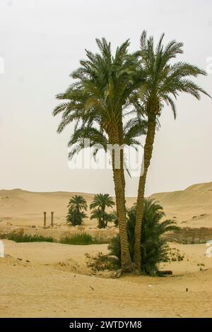 Égypte, Saqqara, palmiers et temple de la vallée d'Ounas, en 2007. Banque D'Images