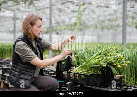 Femme plantant des bulbes de fleurs dans le sol pour la culture dans une serre. Banque D'Images