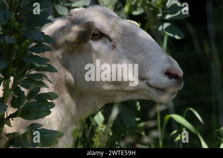 Tan et White Goat's Head regardant hors des buissons Banque D'Images