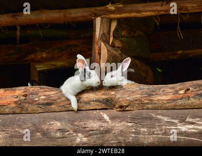 Deux mignons lapins reniflant l'un l'autre Banque D'Images