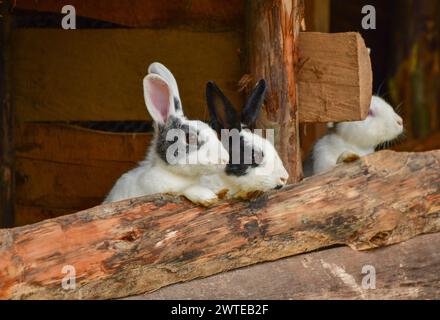 Deux jolis lapins regardant hors de la huche Banque D'Images