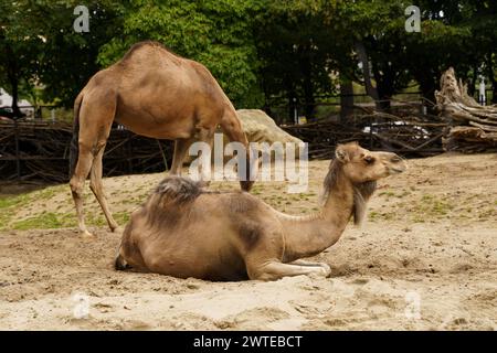 Deux chameaux reposant sur le sol l'un à côté de l'autre. Banque D'Images