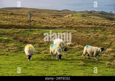 Les moutons paissent sur Longstone Fell, également connu sous le nom de Langstn Fell, au large du point de vue sur l'A684 à l'est de Sedbergh et des Howgill Fells. Banque D'Images