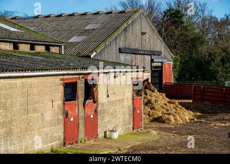 Les chevaux regardent hors de leurs stalles une écurie de course. La ville marchande de Middleham à Wensleydale, dans le Yorkshire Dales, est un centre de courses hippiques. Banque D'Images