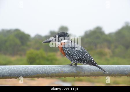 Kingfisher géant dans le parc national Kruger, Mpumalanga, Afrique du Sud Banque D'Images