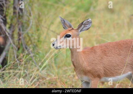 Steenbok dans le parc national Kruger, Mpumalanga, Afrique du Sud Banque D'Images