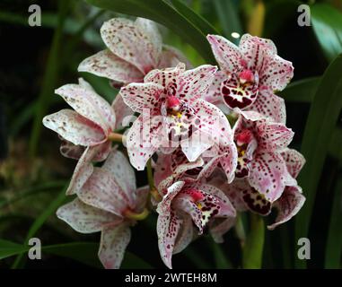 Cymbidium Orchid, Dots Downunder 'New Horizon', Orchidaceae. Banque D'Images