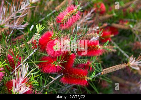 Melaleuca viminalis, communément connu sous le nom de pinceau pleureur, ou pinceau de ruisseau est une plante de la famille des myrtes, les myrtacées. Banque D'Images