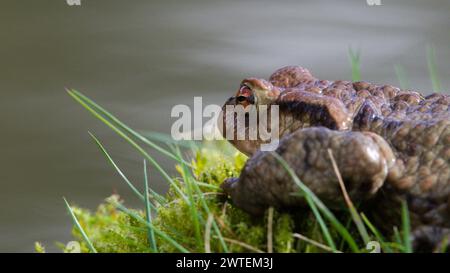Crapaud commun Bufo bufo dans l'herbe. Banque D'Images
