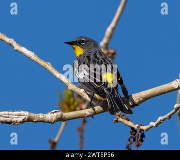 La lumière de l'après-midi fait ressortir les riches couleurs d'une Paruline à grondement jaune d'Audubon. Vue rapprochée contre un ciel bleu profond au printemps. Banque D'Images