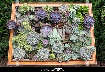 Sempervivums House Leeks succulents variétés de Sempervivums encadrées comme attrayantes horticulture vivant art à l'extérieur dans un jardin verdoyant Banque D'Images