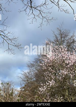 Nouvelles fleurs d'un cerisier à la mer Baltique en Allemagne Banque D'Images