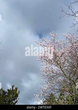 Nouvelles fleurs d'un cerisier à la mer Baltique en Allemagne Banque D'Images