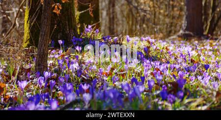 gros plan de fleurs de crocus en fleurs sur la clairière. fond de nature printanière par une journée ensoleillée dans la forêt primitive Banque D'Images