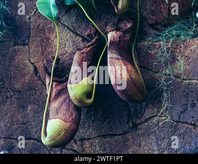 Plantes carnivores - Nepenthes Malani, plante de pichet poussant à partir du mur d'une serre. Banque D'Images