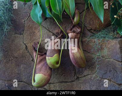 Plantes carnivores - Nepenthes Malani, plante de pichet poussant à partir du mur d'une serre. Banque D'Images