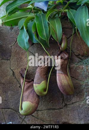 Plantes carnivores - Nepenthes Malani, plante de pichet poussant à partir du mur d'une serre. Banque D'Images